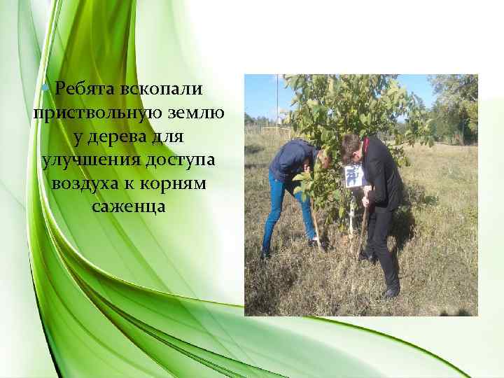  Ребята вскопали приствольную землю у дерева для улучшения доступа воздуха к корням саженца