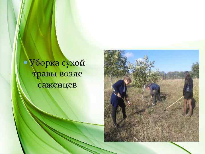  Уборка сухой травы возле саженцев 