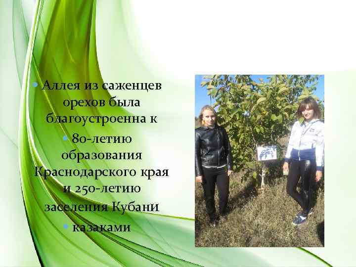  Аллея из саженцев орехов была благоустроенна к 80 -летию образования Краснодарского края и