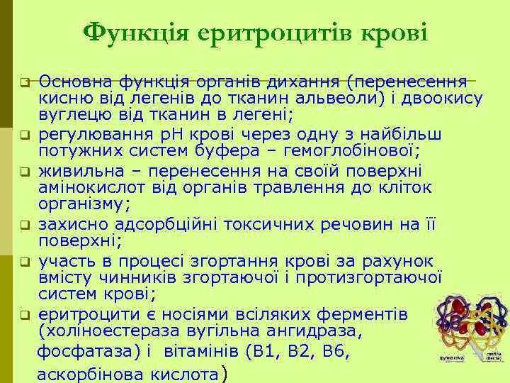 Функція еритроцитів крові Основна функція органів дихання (перенесення кисню від легенів до тканин альвеоли)