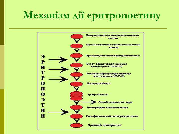 Механізм дії еритропоетину 