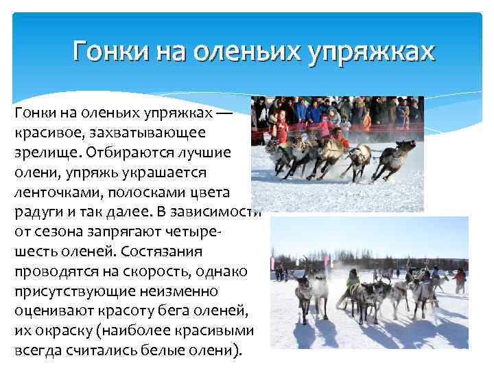 Гонки на оленьих упряжках — красивое, захватывающее зрелище. Отбираются лучшие олени, упряжь украшается ленточками,