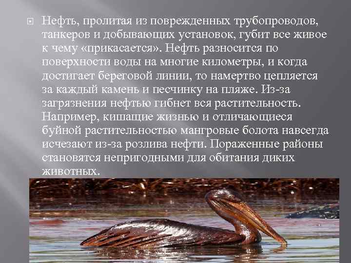  Нефть, пролитая из поврежденных трубопроводов, танкеров и добывающих установок, губит все живое к