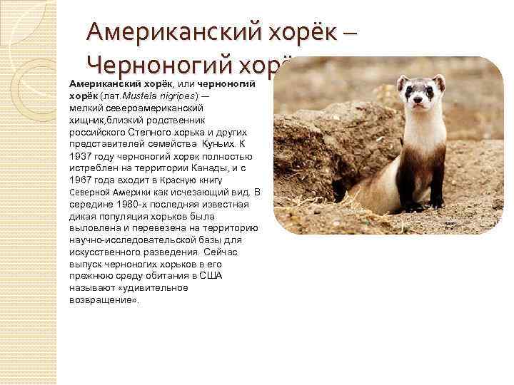Американский хорёк – Черноногий хорёк Американский хорёк, или черноногий хорёк (лат. Mustela nigripes) —