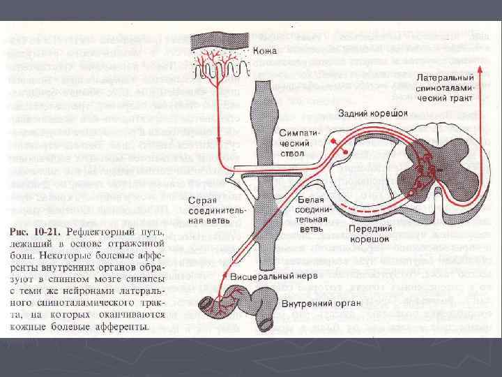 Ноцицептивная система схема