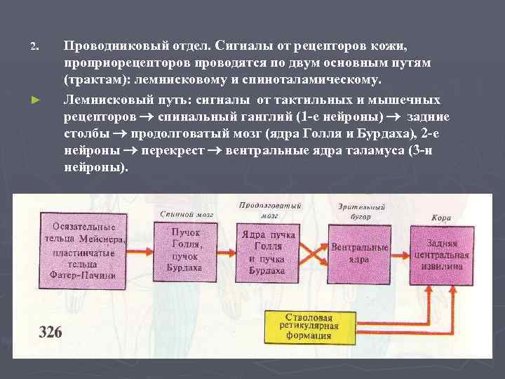 2. ► Проводниковый отдел. Сигналы от рецепторов кожи, проприорецепторов проводятся по двум основным путям