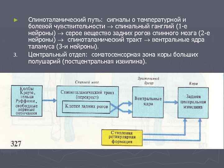 ► 3. Спиноталамический путь: сигналы о температурной и болевой чувствительности спинальный ганглий (1 -е