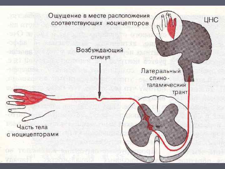 Соматосенсорный анализатор общий план строения и функции