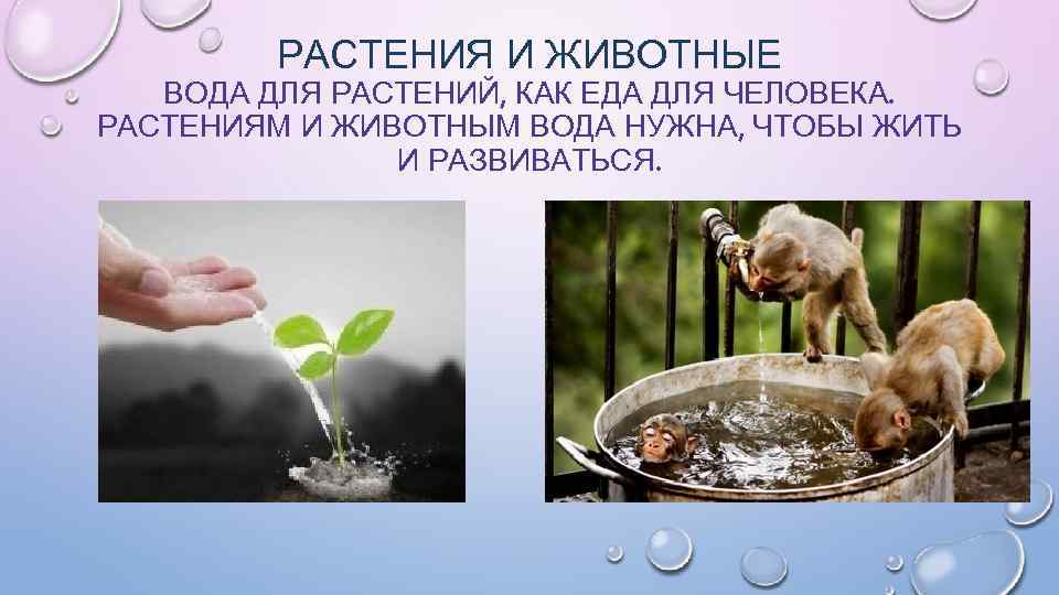 Картинки вода для растений и животных