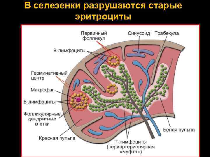 В селезенки разрушаются старые эритроциты 