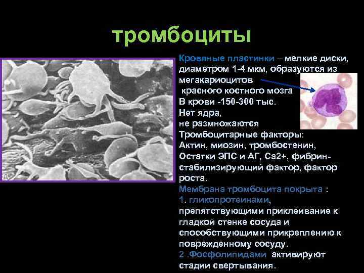 тромбоциты Кровяные пластинки – мелкие диски, диаметром 1 -4 мкм, образуются из мегакариоцитов красного