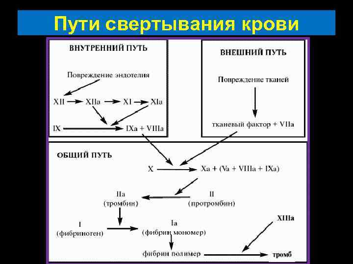 Пути свертывания крови 