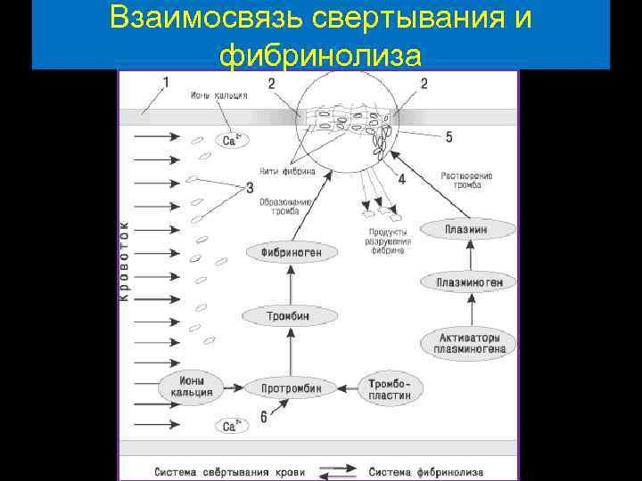 Взаимосвязь свертывания и фибринолиза 