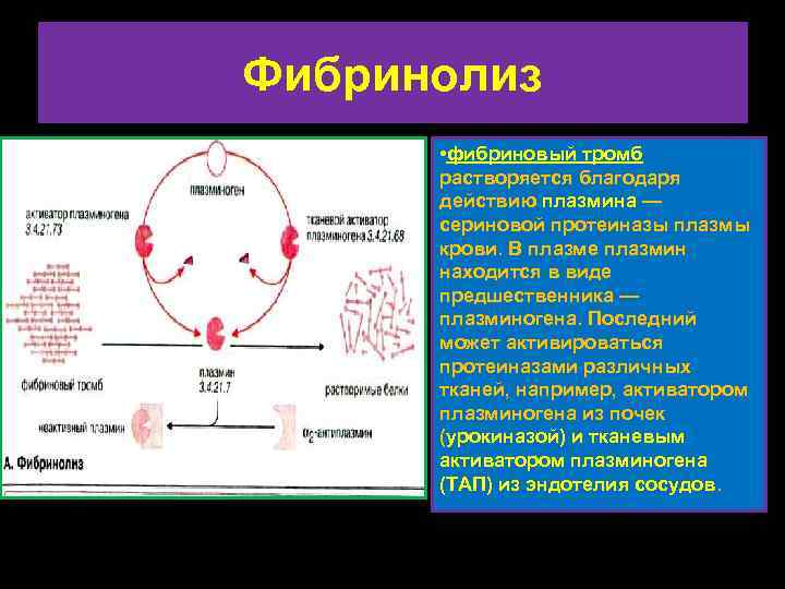 Фибринолиз • фибриновый тромб растворяется благодаря действию плазмина — сериновой протеиназы плазмы крови. В