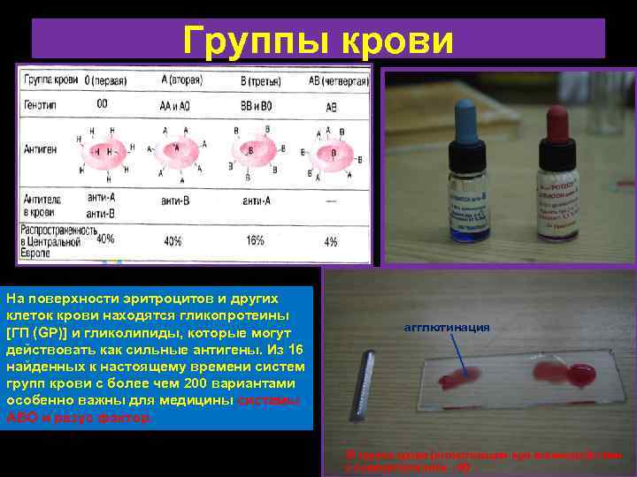 Группы крови На поверхности эритроцитов и других клеток крови находятся гликопротеины [ГП (GP)] и