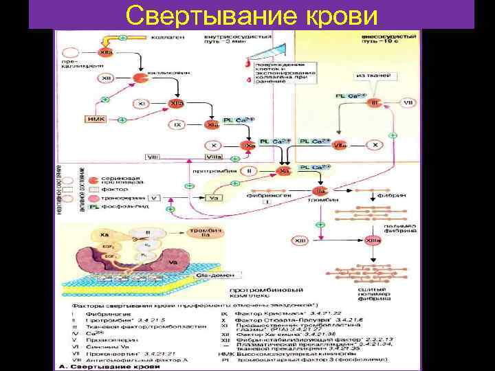 Рассмотрите рисунок на котором представлена схема свертывания крови