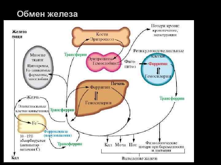 Обмен железа 