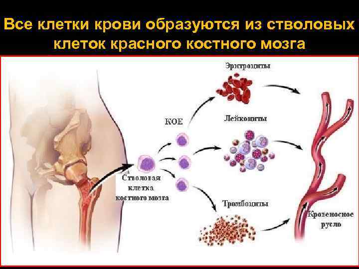 Все клетки крови образуются из стволовых клеток красного костного мозга 