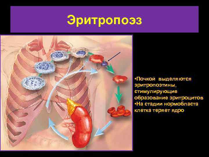 Эритропоэз • Почкой выделяются эритропоэтины, стимулирующие образование эритроцитов • На стадии нормобласта клетка теряет