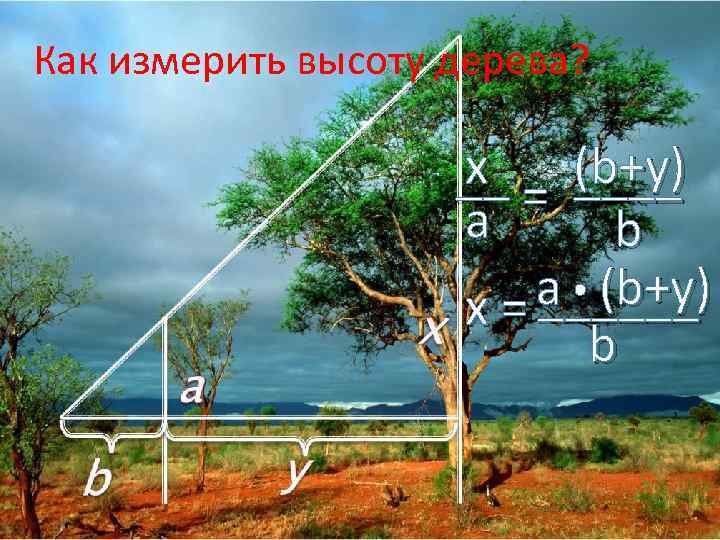 Как измерить высоту дерева? x __ = (b+y) ____ a b a (b+y) x