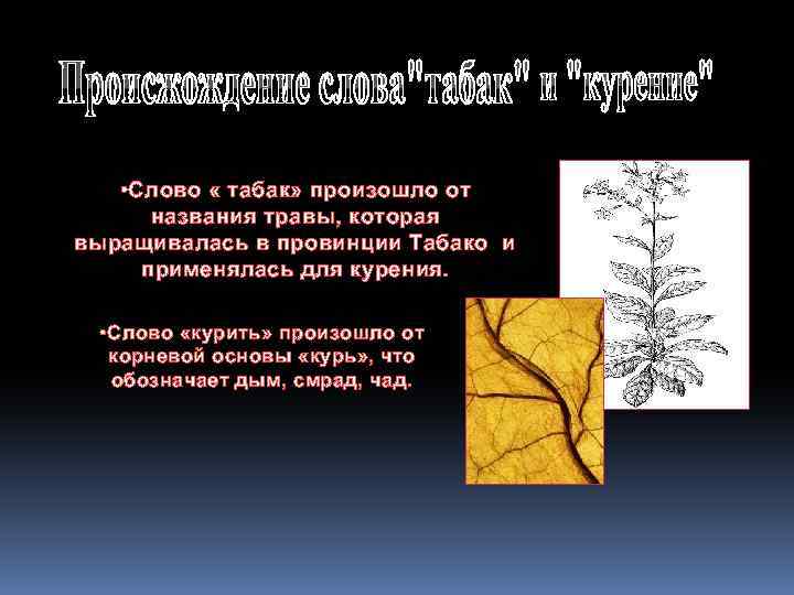  • Слово « табак» произошло от названия травы, которая выращивалась в провинции Табако