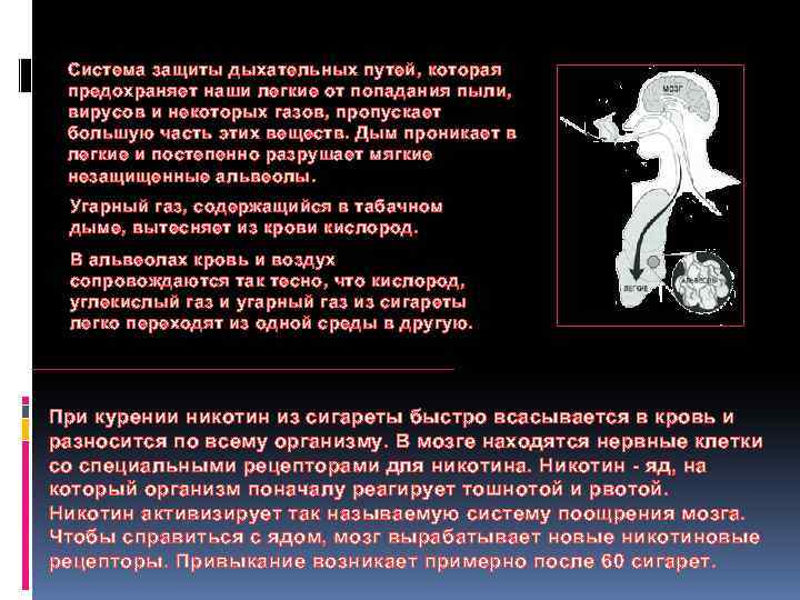 Система защиты дыхательных путей, которая предохраняет наши легкие от попадания пыли, вирусов и некоторых