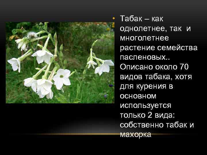  • Табак – как однолетнее, так и многолетнее растение семейства пасленовых. . Описано