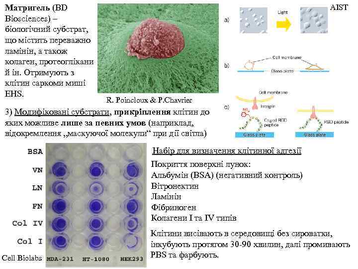 Матригель (BD Biosciences) – біологічний субстрат, що містить переважно ламінін, а також колаген, протеоглікани