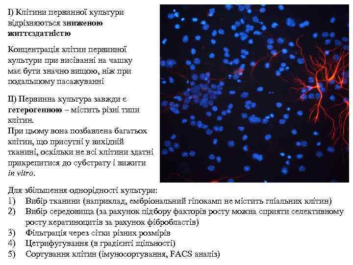 І) Клітини первинної культури відрізняються зниженою життєздатністю Концентрація клітин первинної культури при висіванні на
