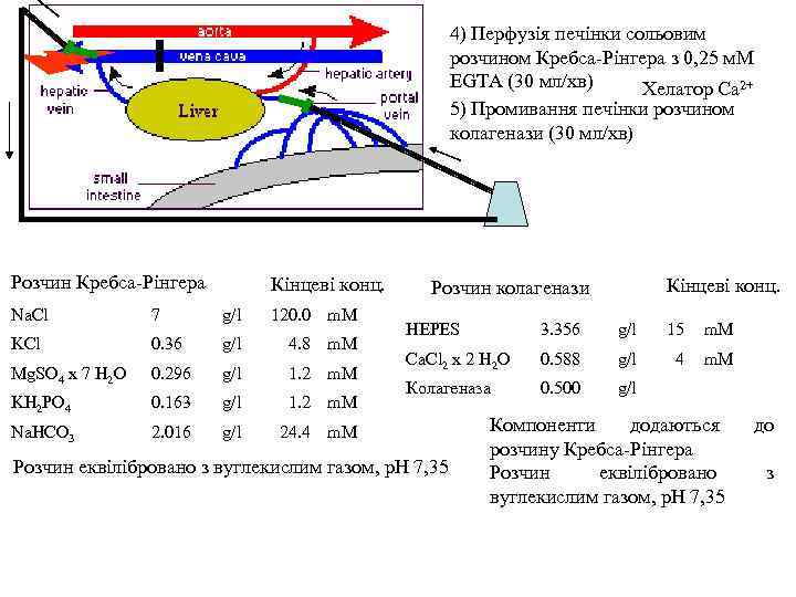 4) Перфузія печінки сольовим розчином Кребса-Рінгера з 0, 25 м. М EGTA (30 мл/хв)