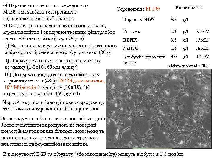 6) Перенесення печінки в середовище Середовище М 199 і механічна дезагрегація з видаленням сполучної