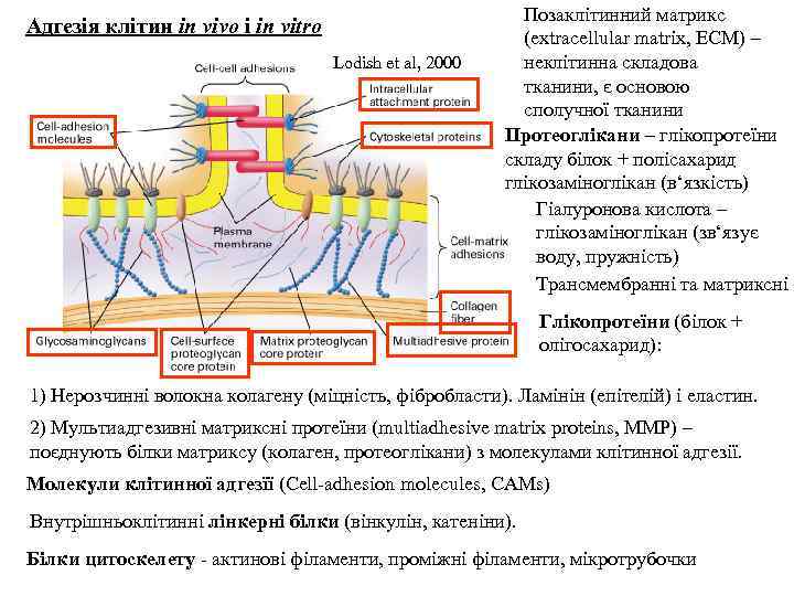 Адгезія клітин in vivo i in vitro Lodish et al, 2000 Позаклітинний матрикс (extracellular