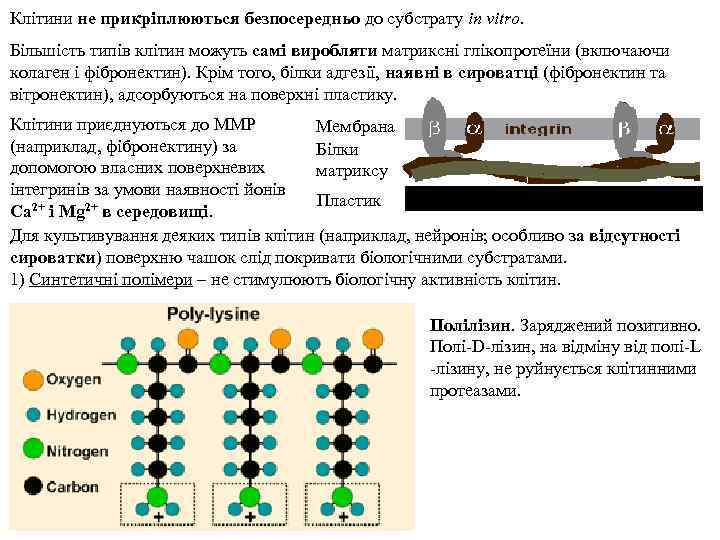 Клітини не прикріплюються безпосередньо до субстрату in vitro. Більшість типів клітин можуть самі виробляти