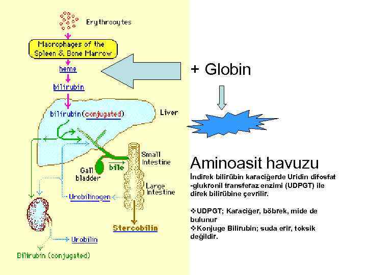 + Globin Aminoasit havuzu İndirek bilirübin karaciğerde Uridin difosfat -glukronil transferaz enzimi (UDPGT) ile