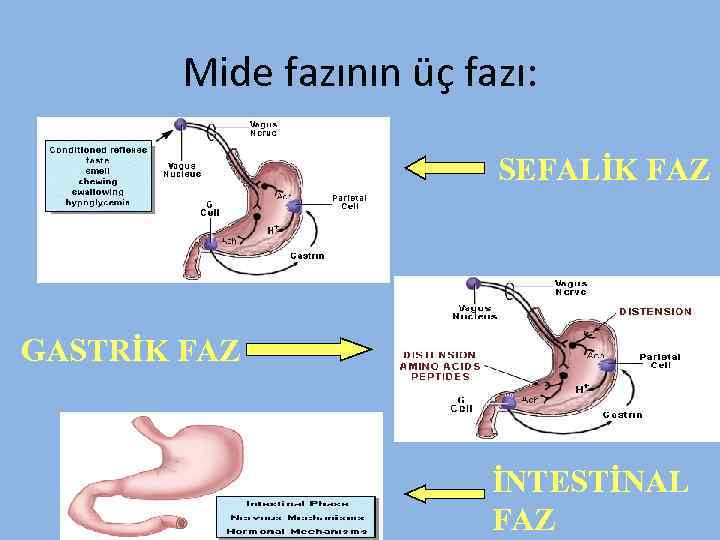Mide fazının üç fazı: SEFALİK FAZ GASTRİK FAZ İNTESTİNAL FAZ 