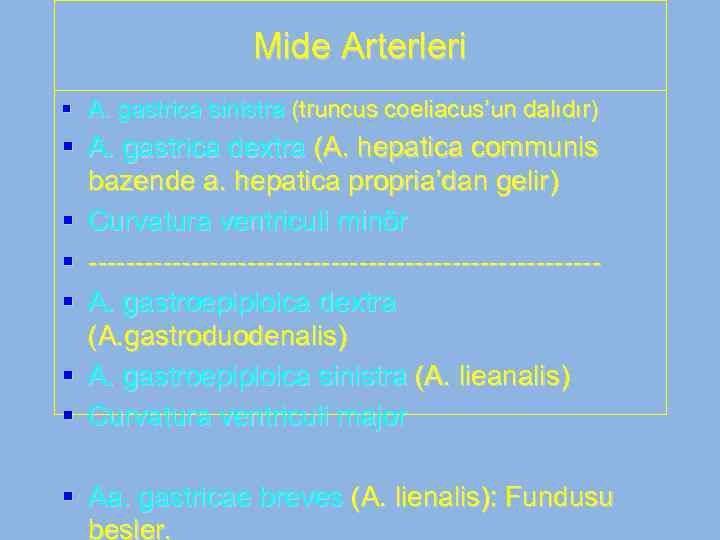Mide Arterleri § A. gastrica sinistra (truncus coeliacus’un dalıdır) § A. gastrica dextra (A.