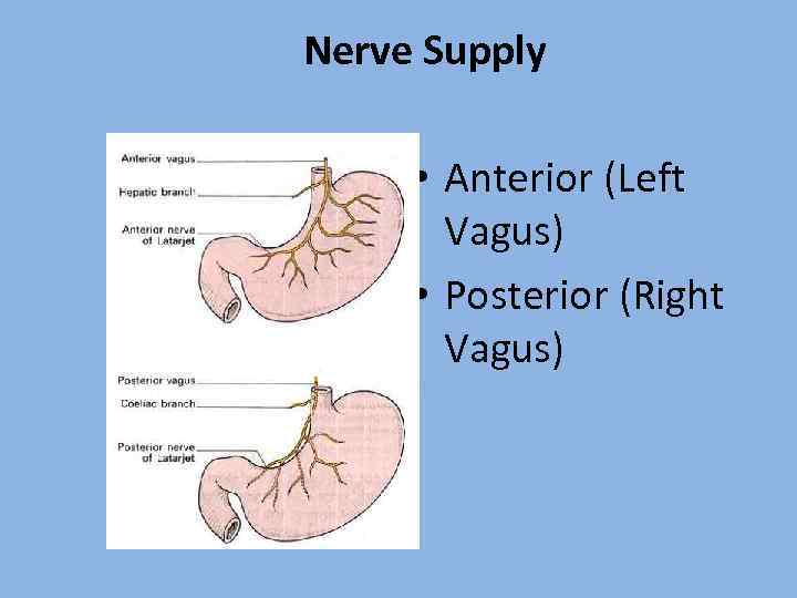 Nerve Supply • Anterior (Left Vagus) • Posterior (Right Vagus) 