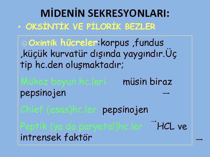 MİDENİN SEKRESYONLARI: • OKSİNTİK VE PİLORİK BEZLER ☺Oxintik hücreler: korpus , fundus , küçük