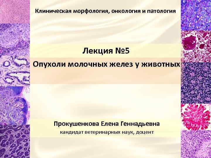 Клиническая морфология, онкология и патология Лекция № 5 Опухоли молочных желез у животных Прокушенкова