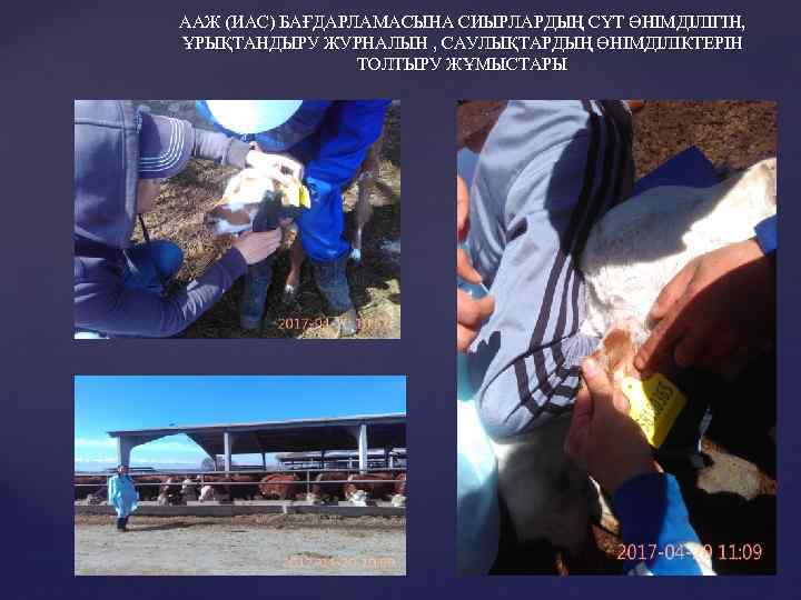ААЖ (ИАС) БАҒДАРЛАМАСЫНА СИЫРЛАРДЫҢ СҮТ ӨНІМДІЛІГІН, ҰРЫҚТАНДЫРУ ЖУРНАЛЫН , САУЛЫҚТАРДЫҢ ӨНІМДІЛІКТЕРІН ТОЛТЫРУ ЖҰМЫСТАРЫ 