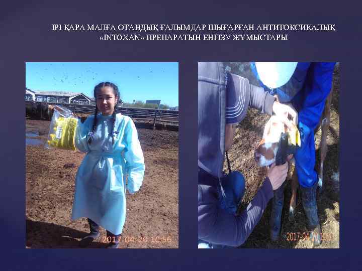 ІРІ ҚАРА МАЛҒА ОТАНДЫҚ ҒАЛЫМДАР ШЫҒАРҒАН АНТИТОКСИКАЛЫҚ «INTOXAN» ПРЕПАРАТЫН ЕНГІЗУ ЖҰМЫСТАРЫ 