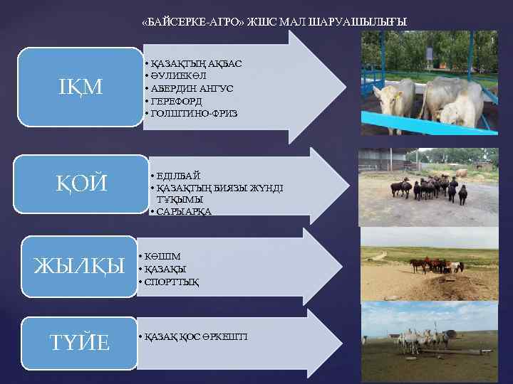 «БАЙСЕРКЕ-АГРО» ЖШС МАЛ ШАРУАШЫЛЫҒЫ ІҚМ ҚОЙ ЖЫЛҚЫ ТҮЙЕ • ҚАЗАҚТЫҢ АҚБАС • ӘУЛИЕКӨЛ