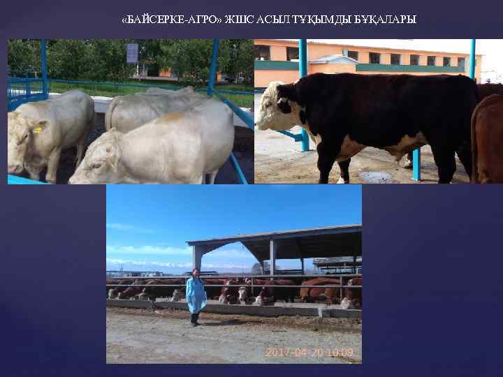  «БАЙСЕРКЕ-АГРО» ЖШС АСЫЛ ТҰҚЫМДЫ БҰҚАЛАРЫ 