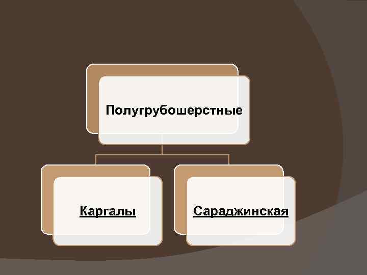 Полугрубошерстные Каргалы Сараджинская 