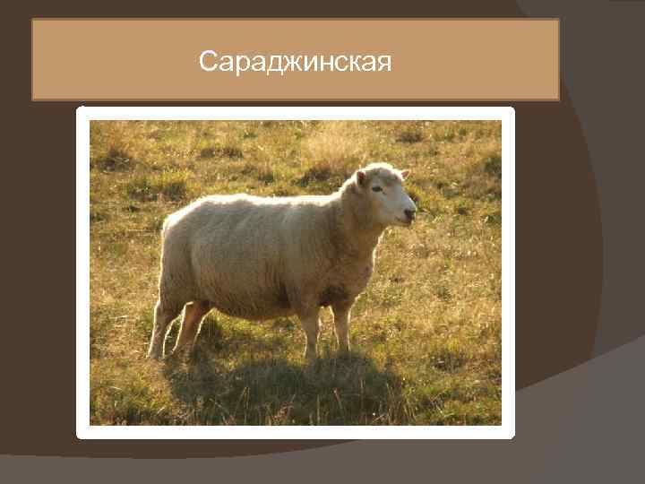 Сараджинская 