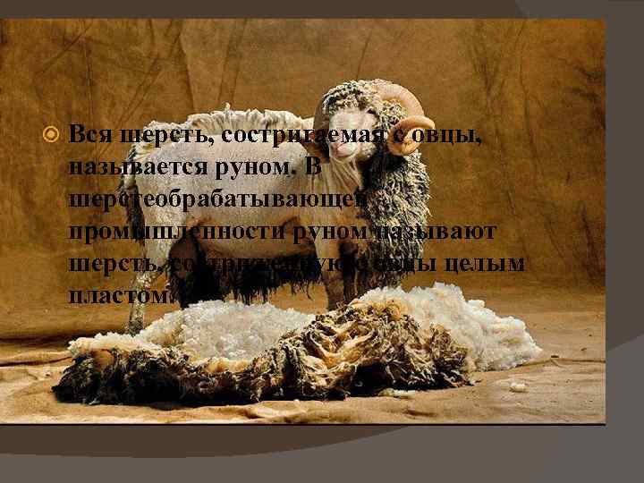  Вся шерсть, состригаемая с овцы, называется руном. В шерстеобрабатывающей промышленности руном называют шерсть,