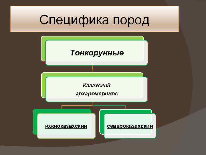 Специфика пород Тонкорунные Казахский архаромеринос южноказахский североказахский 