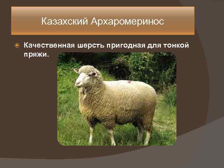 Казахский Архаромеринос Качественная шерсть пригодная для тонкой пряжи. 