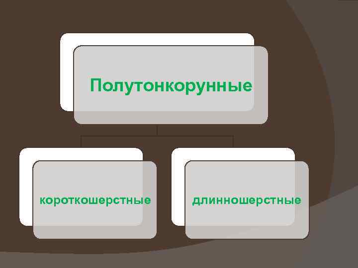 Полутонкорунные короткошерстные длинношерстные 