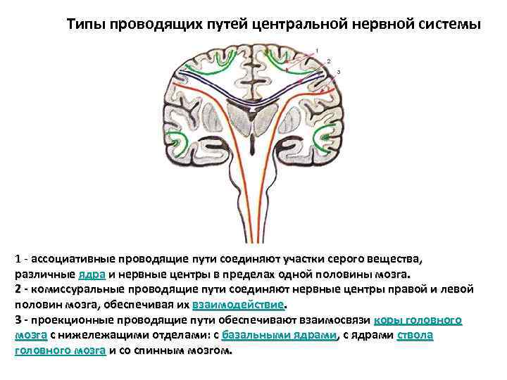 Типы проводящих путей центральной нервной системы 1 - ассоциативные проводящие пути соединяют участки серого